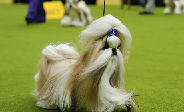 FILE — Comet, a Shih Tzu, competes in breed group judging at the 148th Westminster Kennel Club Dog show, May 13, 2024, at the USTA Billie Jean King National Tennis Center in New York. (AP Photo/Julia Nikhinson, File)