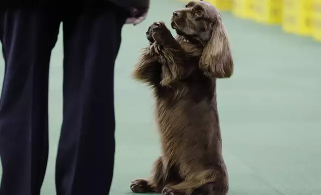 FILE — A Sussex spaniel competes with the sporting group at the Westminster Kennel Club dog show, Feb. 17, 2015, in New York. (AP Photo/Frank Franklin II, File)
