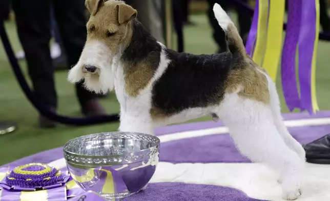 FILE — King, a wire fox terrier, poses for photographs after winning Best in Show at the 143rd Westminster Kennel Club Dog Show, Feb. 12, 2019, in New York. (AP Photo/Frank Franklin II, File)