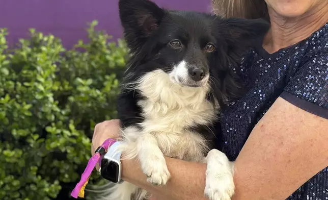 FILE - Cynthia Hornor poses with Nimble, the first mixed-breed dog ever to win the Westminster Kennel Club dog show's agility competition, at the USTA Billie Jean King National Tennis Center in New York, May 13, 2024. (AP Photo/Jennifer Peltz, File)