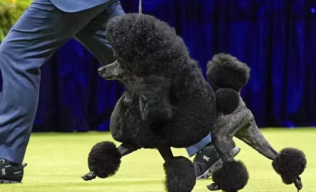 FILE— Sage, a miniature poodle, wins the best in show competition during the 148th Westminster Kennel Club Dog show, May 14, 2024, at the USTA Billie Jean King National Tennis Center in New York. (AP Photo/Julia Nikhinson, File)