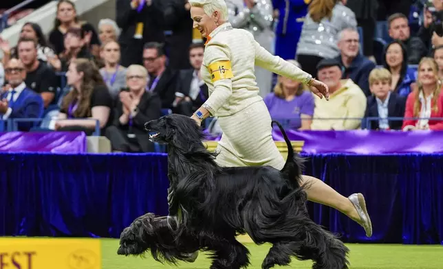 FILE — Louis, an Afghan hound, takes part in the best in show competition at the 148th Westminster Kennel Club dog show, May 14, 2024, at the USTA Billie Jean King National Tennis Center in New York. (AP Photo/Julia Nikhinson, File)