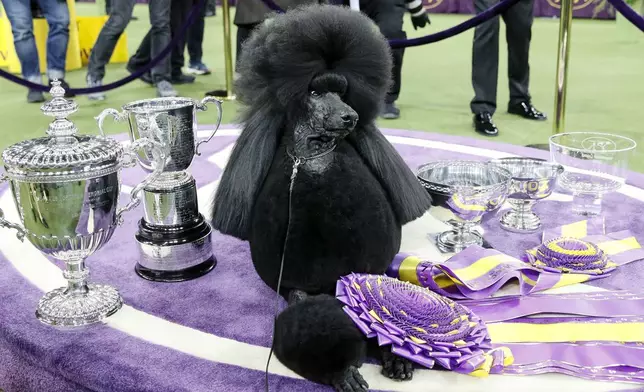 FILE — Siba, the standard poodle, poses for photographs after winning Best in Show in the 144th Westminster Kennel Club dog show, Tuesday, Feb. 11, 2020, in New York. (AP Photo/John Minchillo, File)