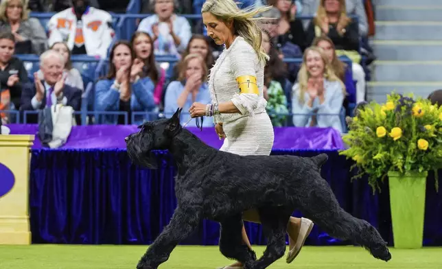 FILE — Monty, a giant schnauzer, takes part in the best in show competition at the 148th Westminster Kennel Club dog show, May 14, 2024, at the USTA Billie Jean King National Tennis Center in New York. (AP Photo/Julia Nikhinson, File)