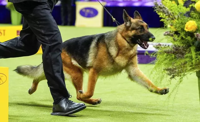 FILE — Mercedes, a German shepherd, takes part in the best in show competition at the 148th Westminster Kennel Club dog show, May 14, 2024, at the USTA Billie Jean King National Tennis Center in New York. (AP Photo/Julia Nikhinson, File)