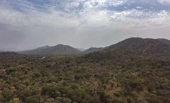 Trees cover Senegal's Niokolo Koba National Park on Thursday, Jan. 16, 2025. (AP Photo/Annika Hammerschlag)