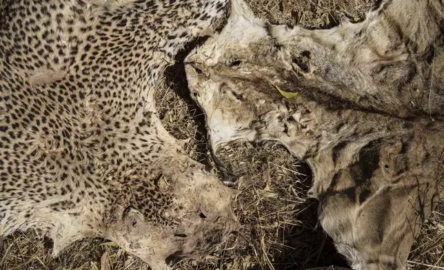 Confiscated leopard and lion skins are displayed at Senegal's Direction of National Parks headquarters in Tambacounda, Senegal on Monday, Jan. 13, 2025. (AP Photo/Annika Hammerschlag)