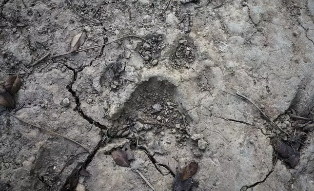 A lion track is spotted at Niokolo Koba National Park, Senegal on Tuesday, Jan. 14, 2025. (AP Photo/Annika Hammerschlag)