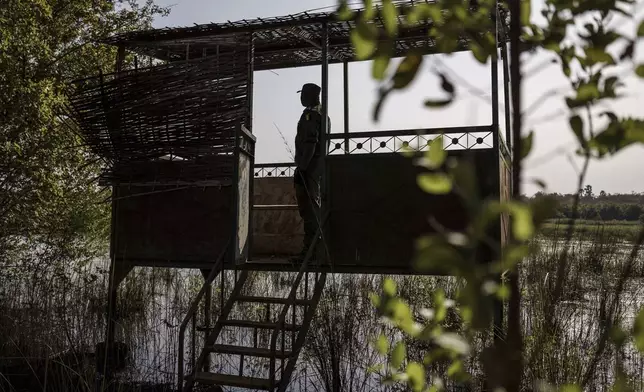 Paul Diedhiou, a colonel with Senegal's Direction of National Parks, looks for lions at Niokolo Koba National Park, Senegal on Tuesday, Jan. 14, 2025. (AP Photo/Annika Hammerschlag)
