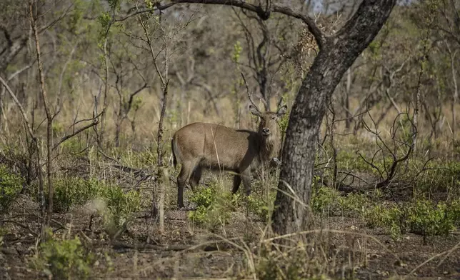 A waterbuck grazes at Niokolo Koba National Park, Senegal on Tuesday, Jan. 14, 2025. (AP Photo/Annika Hammerschlag)