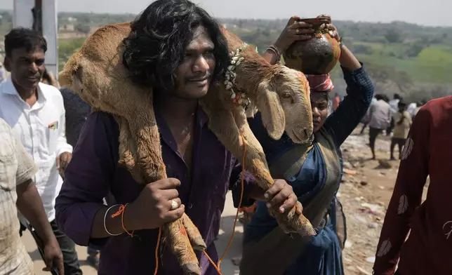 A devotee carries a young goat around his shoulders to be sacrificed at the Lingamanthula Swamy temple during a Hindu pilgrimage called the Peddagattu Jatara, in Suryapet, Telangana state, India, Tuesday, Feb. 18, 2025. (AP Photo /Mahesh Kumar A.)