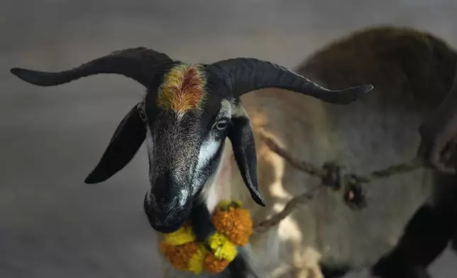 A goat is readied for sacrifice at the Lingamanthula Swamy temple during a Hindu pilgrimage called the Peddagattu Jatara, in Suryapet, Telangana state, India, Sunday, Feb. 16, 2025. (AP Photo /Mahesh Kumar A.)