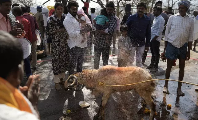 Devotees prepare a goat for sacrifice at the Lingamanthula Swamy temple during a Hindu pilgrimage called the Peddagattu Jatara, in Suryapet, Telangana state, India, Sunday, Feb. 16, 2025. (AP Photo /Mahesh Kumar A.)