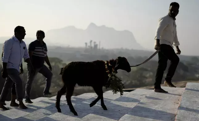 A devotee leads a goat to be sacrificed at the Lingamanthula Swamy temple during a Hindu pilgrimage called the Peddagattu Jatara, in Suryapet, Telangana state, India, Sunday, Feb. 16, 2025. (AP Photo /Mahesh Kumar A.)