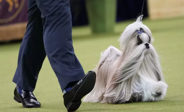 Comet, a Shih Tzu, competes in the best in show competition during the 149th Westminster Kennel Club Dog show, Tuesday, Feb. 11, 2025, in New York. (AP Photo/Julia Demaree Nikhinson)