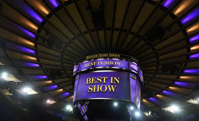 Lights shine before the best in show competition during the 149th Westminster Kennel Club Dog show, Tuesday, Feb. 11, 2025, in New York. (AP Photo/Julia Demaree Nikhinson)