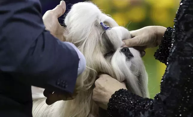 Comet, a Shih Tzu, winner of the Toy group, is judged during the 149th Westminster Kennel Club Dog show, Monday, Feb. 10, 2025, in New York. (AP Photo/Heather Khalifa)