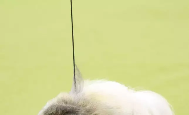 Lumpy, a Pekingese dog, is judged during the 149th Westminster Kennel Club Dog show, Monday, Feb. 10, 2025, in New York. (AP Photo/Heather Khalifa)