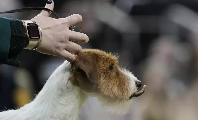 Annie, a Russell Terrier, competes in the terrier group competition during the 149th Westminster Kennel Club Dog show, Tuesday, Feb. 11, 2025, in New York. (AP Photo/Julia Demaree Nikhinson)