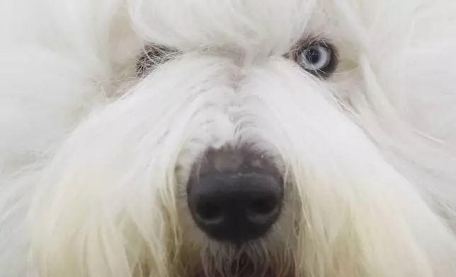 An Old English Sheepdog is groomed before judging during the 149th Westminster Kennel Club Dog show, Monday, Feb. 10, 2025, in New York. (AP Photo/Heather Khalifa)