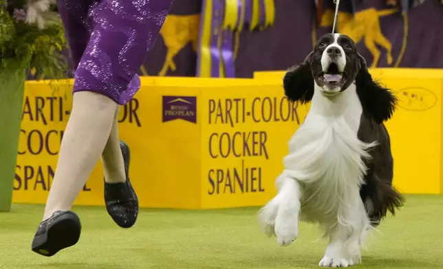 Robin Novack, left, and Freddie, an English Springer Spaniel, compete in the sporting group competition during the 149th Westminster Kennel Club Dog show, Tuesday, Feb. 11, 2025, in New York. (AP Photo/Julia Demaree Nikhinson)