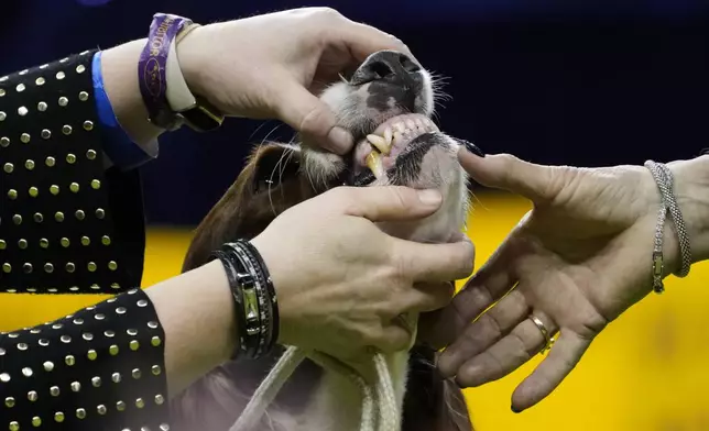A handlers shows a judge an Irish Red and White Setter's teeth in the sporting group competition during the 149th Westminster Kennel Club Dog show, Tuesday, Feb. 11, 2025, in New York. (AP Photo/Julia Demaree Nikhinson)