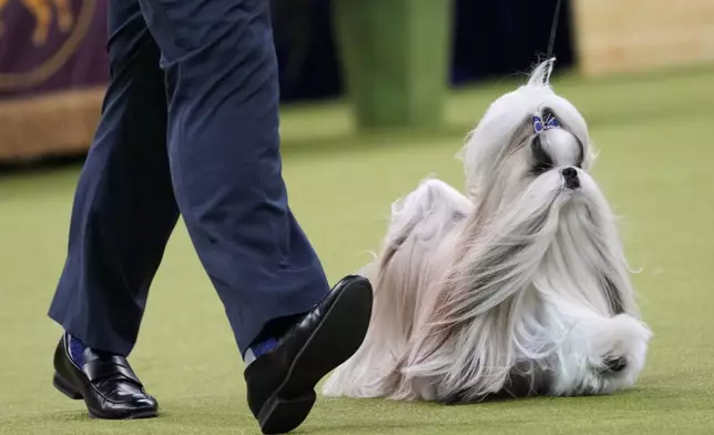 Comet, a Shih Tzu, competes in the best in show competition during the 149th Westminster Kennel Club Dog show, Tuesday, Feb. 11, 2025, in New York. (AP Photo/Julia Demaree Nikhinson)