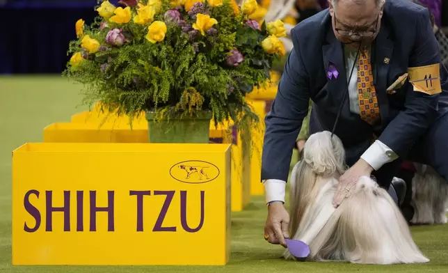 A handler brushes Comet, a Shih Tzu, in the best in show competition during the 149th Westminster Kennel Club Dog show, Tuesday, Feb. 11, 2025, in New York. (AP Photo/Julia Demaree Nikhinson)