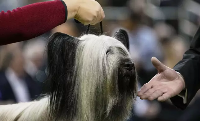 Archer, a Skye Terrier, competes in the terrier competition during the 149th Westminster Kennel Club Dog show, Tuesday, Feb. 11, 2025, in New York. (AP Photo/Julia Demaree Nikhinson)