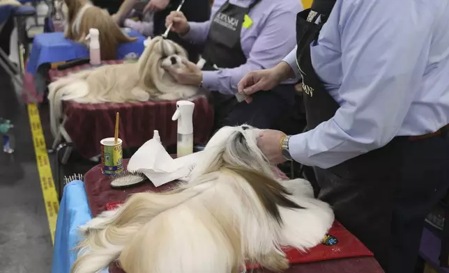 Shih Tzu dogs are groomed in the benching area at the 149th Westminster Kennel Club Dog show, Monday, Feb. 10, 2025, in New York. (AP Photo/Heather Khalifa)