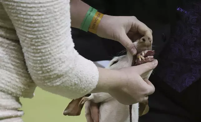 The Zit, an Ibizan Hound, has their teeth checked during Hound group judging at the 149th Westminster Kennel Club Dog show, Monday, Feb. 10, 2025, in New York. (AP Photo/Heather Khalifa)
