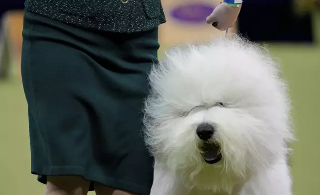 Taylor Johnson competes with her Old English Sheepdog during the junior showmanship competition at the 149th Westminster Kennel Club Dog show, Tuesday, Feb. 11, 2025, in New York. (AP Photo/Julia Demaree Nikhinson)