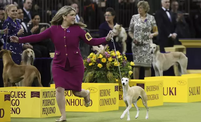 Bourbon, a Whippet dog breed, wins the Hound group during the 149th Westminster Kennel Club Dog show, Monday, Feb. 10, 2025, in New York. (AP Photo/Heather Khalifa)
