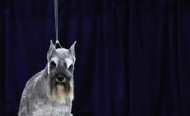 Mr. Joe Adamis, a Miniature Schnauzer, competes in the terrier group competition during the 149th Westminster Kennel Club Dog show, Tuesday, Feb. 11, 2025, in New York. (AP Photo/Julia Demaree Nikhinson)
