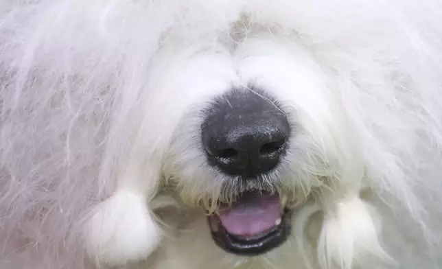 An Old English Sheepdog is groomed before judging during the 149th Westminster Kennel Club Dog show, Monday, Feb. 10, 2025, in New York. (AP Photo/Heather Khalifa)