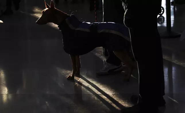 Dogs stands in the atrium as they prepare to leave the Javits Center for evening group judging at Madison Square Garden during the 149th Westminster Kennel Club Dog show, Monday, Feb. 10, 2025, in New York. (AP Photo/Heather Khalifa)