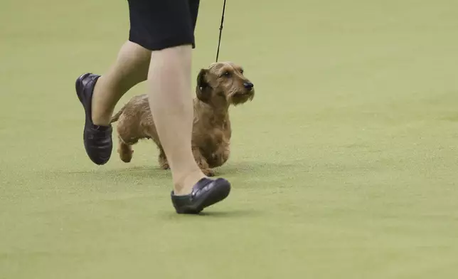Jocelyn, a Dachshund, runs during the Hound group judging at the 149th Westminster Kennel Club Dog show, Monday, Feb. 10, 2025, in New York. (AP Photo/Heather Khalifa)