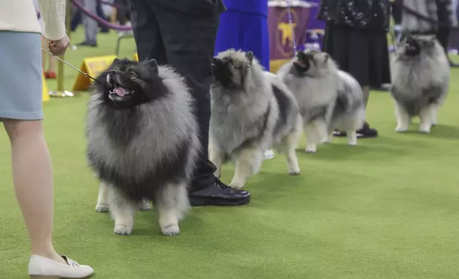 Keeshond dogs look up at their handlers during judging at the 149th Westminster Kennel Club Dog show, Monday, Feb. 10, 2025, in New York. (AP Photo/Heather Khalifa)