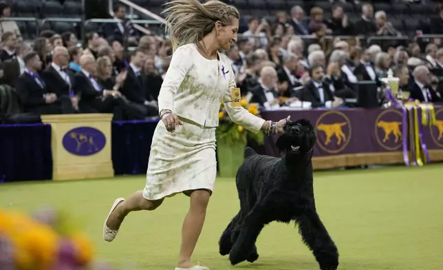Katie Bernardin and Monty, a Giant Schnauzer, compete in the best in show competition during the 149th Westminster Kennel Club Dog show, Tuesday, Feb. 11, 2025, in New York. (AP Photo/Julia Demaree Nikhinson)