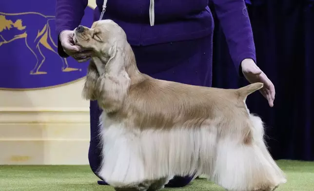 A Cocker Spaniel competes in the sporting group competition during the 149th Westminster Kennel Club Dog show, Tuesday, Feb. 11, 2025, in New York. (AP Photo/Julia Demaree Nikhinson)