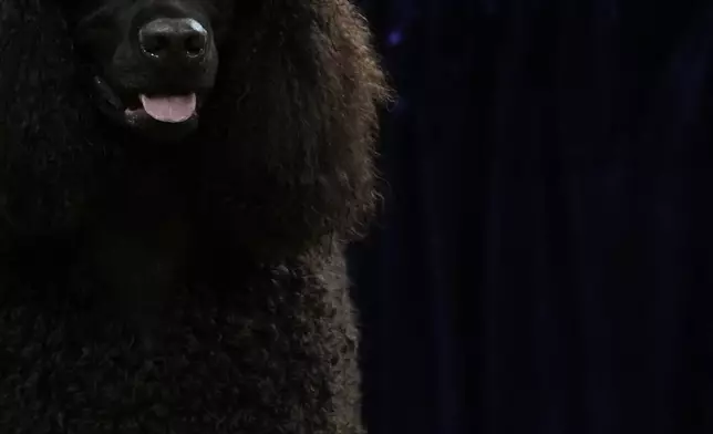An Irish Water Spaniel holds their tongue out in the group sporting competition during the 149th Westminster Kennel Club Dog show, Tuesday, Feb. 11, 2025, in New York. (AP Photo/Julia Demaree Nikhinson)