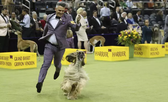 Zadia, an Afghan Hound, runs during the Hound group judging at the 149th Westminster Kennel Club Dog show, Monday, Feb. 10, 2025, in New York. (AP Photo/Heather Khalifa)