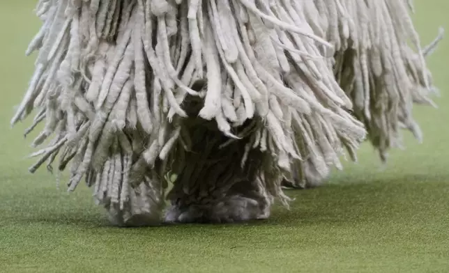 A Komondor, Ranger, competes in the working group competition during the 149th Westminster Kennel Club Dog show, Tuesday, Feb. 11, 2025, in New York. (AP Photo/Julia Demaree Nikhinson)