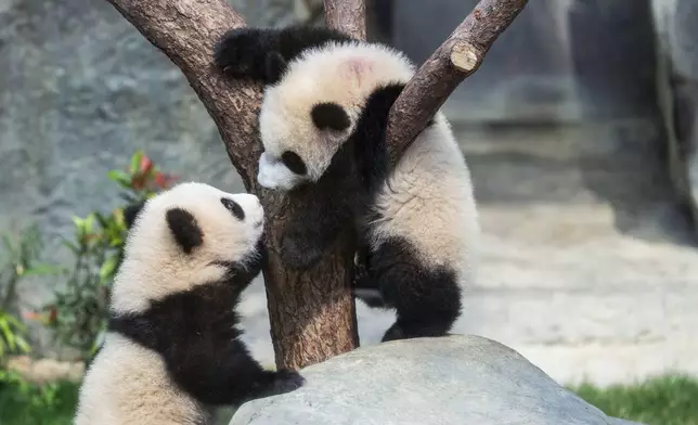 Hong Kong-born giant panda twin cubs make their debut appearance to media in Ocean Park during a greeting ceremony in Hong Kong, Saturday, Feb. 15, 2025. (AP Photo/Chan Long Hei)