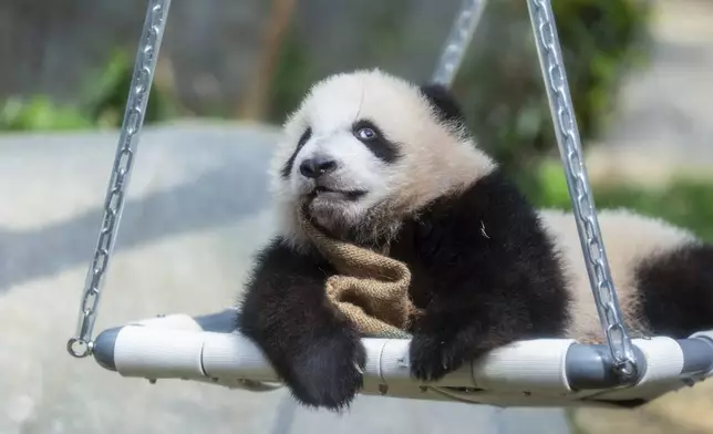 Hong Kong-born giant panda twin cubs make their debut appearance to media in Ocean Park during a greeting ceremony in Hong Kong, Saturday, Feb. 15, 2025. (AP Photo/Chan Long Hei)