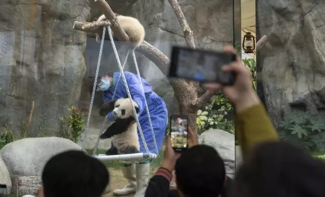 Hong Kong-born giant panda twin cubs make their debut appearance to public in Ocean Park in Hong Kong, Sunday, Feb. 16, 2025. (AP Photo/Chan Long Hei)