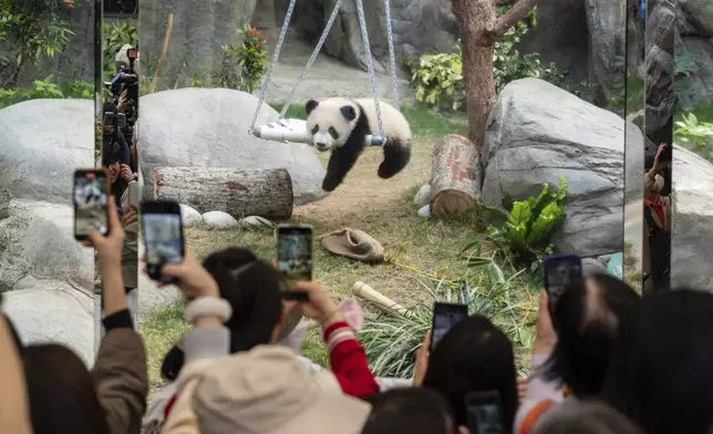 Hong Kong-born giant panda twin cubs make their debut appearance to public in Ocean Park in Hong Kong, Sunday, Feb. 16, 2025. (AP Photo/Chan Long Hei)