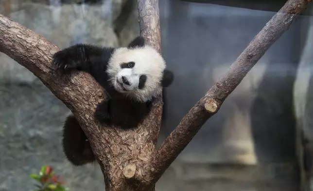 Hong Kong-born giant panda twin cubs make their debut appearance to media in Ocean Park during a greeting ceremony in Hong Kong, Saturday, Feb. 15, 2025. (AP Photo/Chan Long Hei)