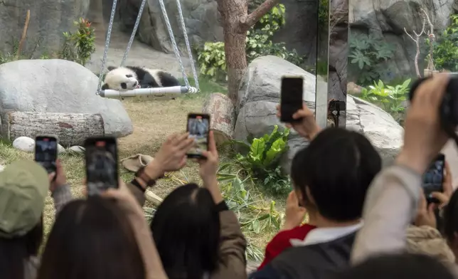 Hong Kong-born giant panda twin cubs make their debut appearance to public in Ocean Park in Hong Kong, Sunday, Feb. 16, 2025. (AP Photo/Chan Long Hei)