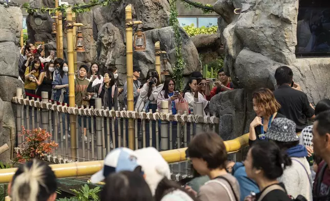 Visitors enter the panda enclosure to meet the Hong Kong-born giant panda twin cubs as they make their debut appearance to public in Ocean Park in Hong Kong, Sunday, Feb. 16, 2025. (AP Photo/Chan Long Hei)